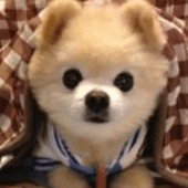 可怜的小可爱